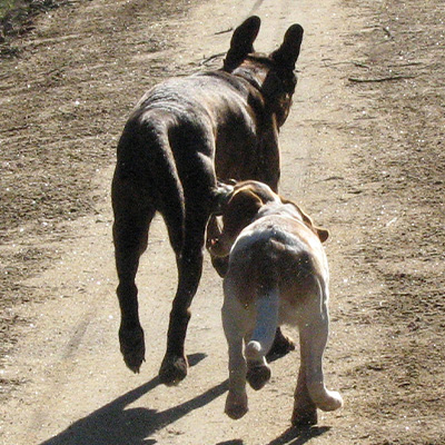 Hund-01-400x400