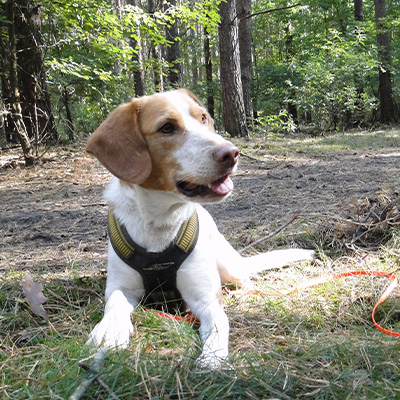 Hund-06-400x400