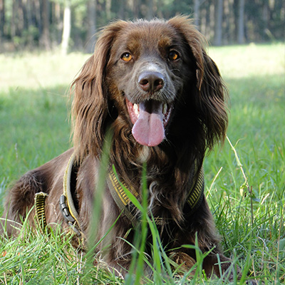 Hund-08-400x400