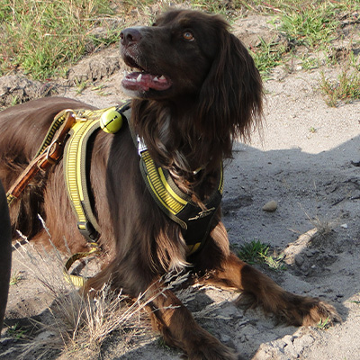 Hund-16-400x400